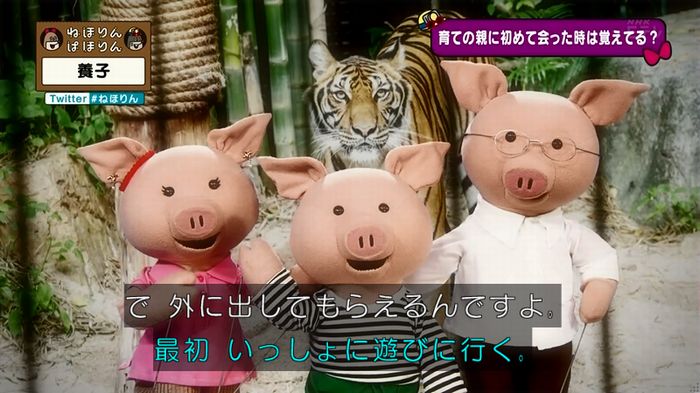 ねほりん 養子回のキャプ58