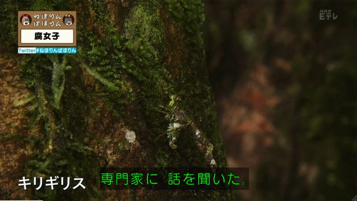 ねほりん腐女子回のキャプ372