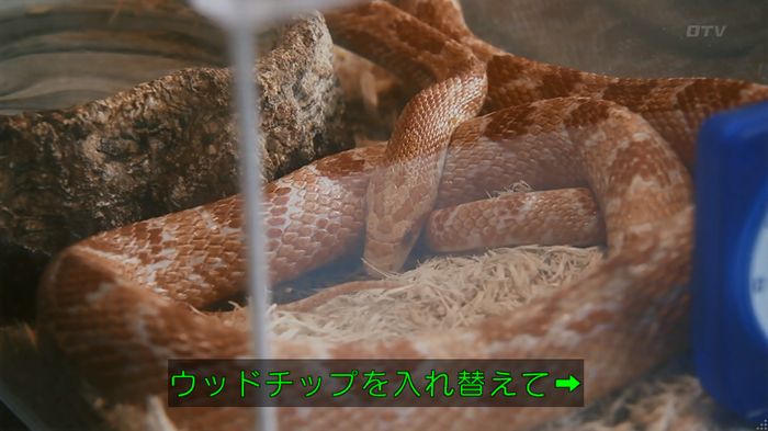 いきもの係 3話のキャプ172