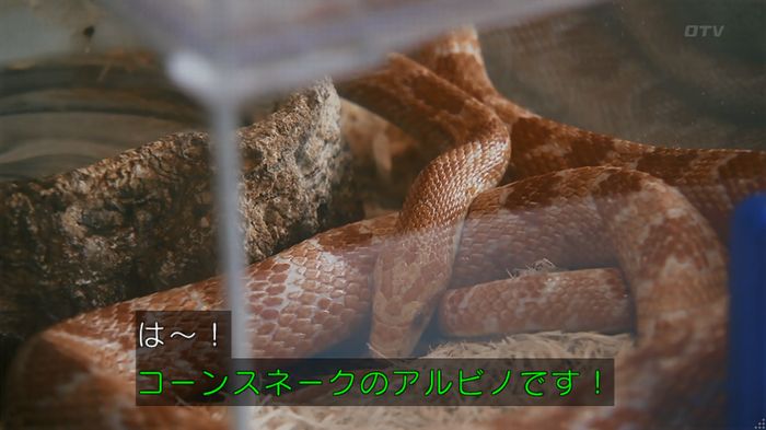 いきもの係 3話のキャプ163