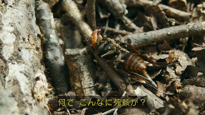 警視庁いきもの係 9話のキャプ582