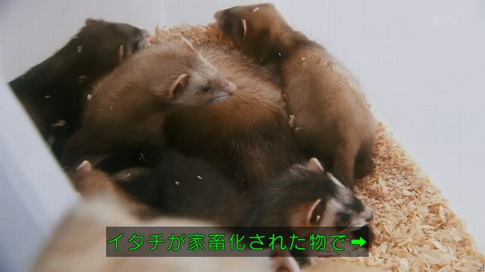 警視庁いきもの係 8話のキャプ50