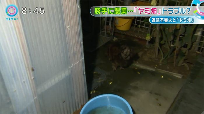 とくダネ!のキャプ41