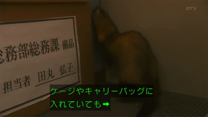 警視庁いきもの係 8話のキャプ420