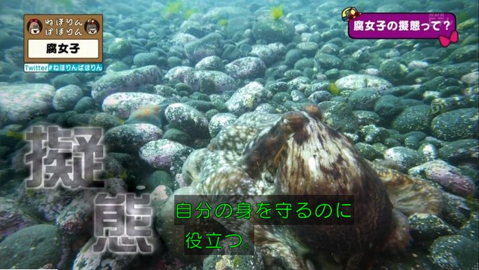 ねほりん腐女子回のキャプ310