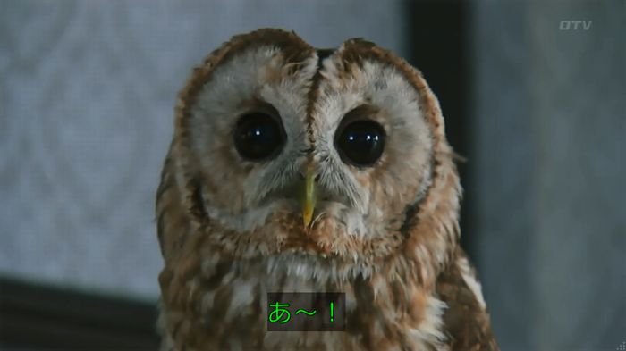 警視庁いきもの係 8話のキャプ173
