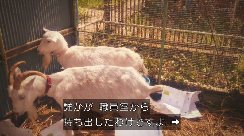 いきもの係 4話のキャプ352