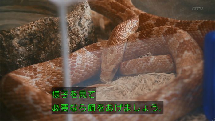 いきもの係 3話のキャプ173