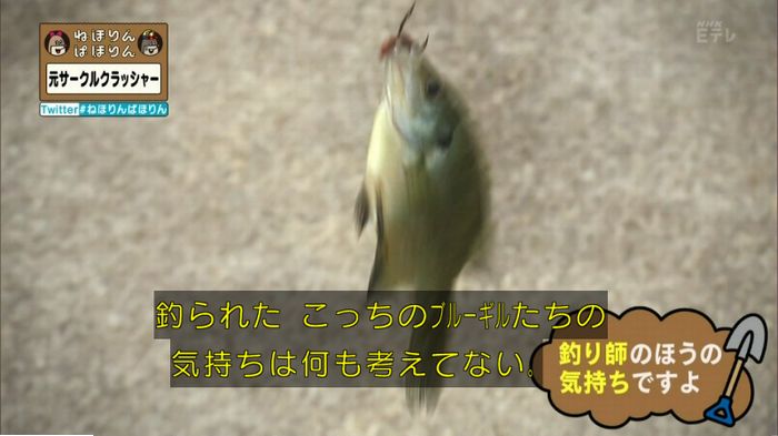 ねほりんぱほりん サークルクラッシャーのキャプ228