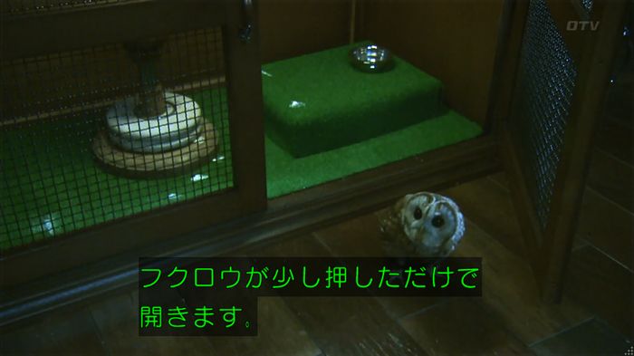 警視庁いきもの係 8話のキャプ715
