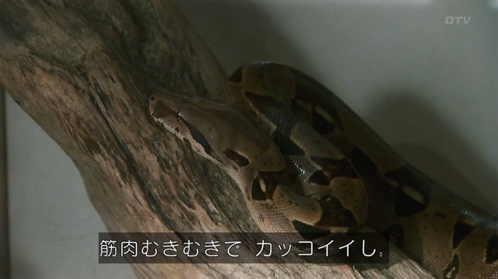 いきもの係 3話のキャプ218
