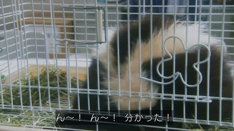 いきもの係 4話のキャプ151
