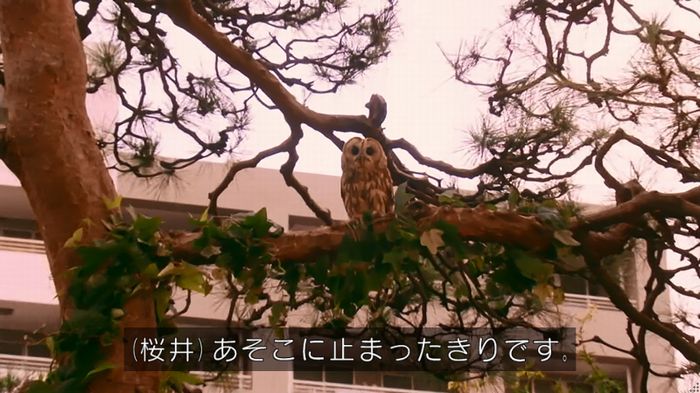 警視庁いきもの係 8話のキャプ590