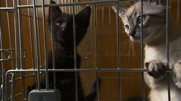 ウツボカズラの夢1話のキャプ378
