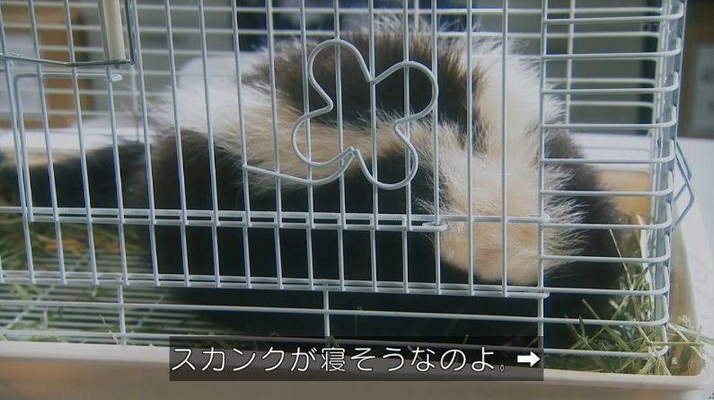 いきもの係 4話のキャプ100