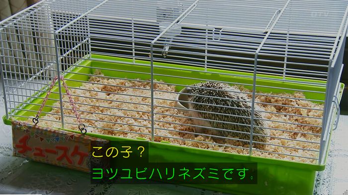 警視庁いきもの係 9話のキャプ107