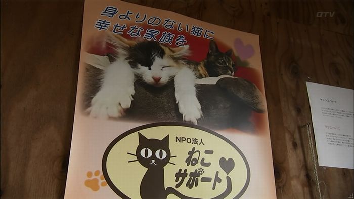 ウツボカズラの夢1話のキャプ379