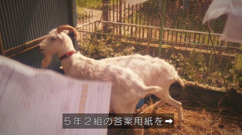 いきもの係 4話のキャプ351