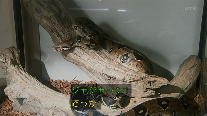 いきもの係 3話のキャプ187