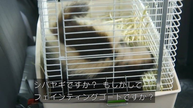 いきもの係 4話のキャプ182