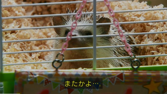 警視庁いきもの係 9話のキャプ115