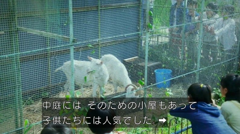 いきもの係 4話のキャプ159
