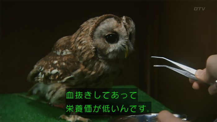 警視庁いきもの係 8話のキャプ236