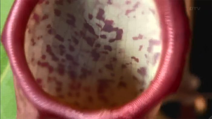 ウツボカズラの夢1話のキャプ41
