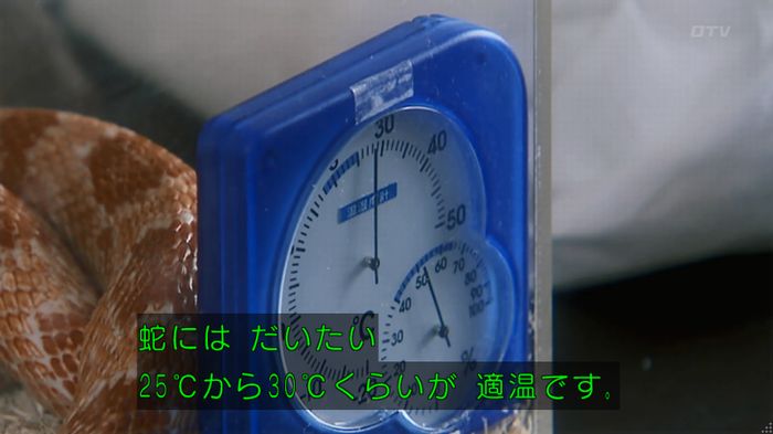 いきもの係 3話のキャプ166