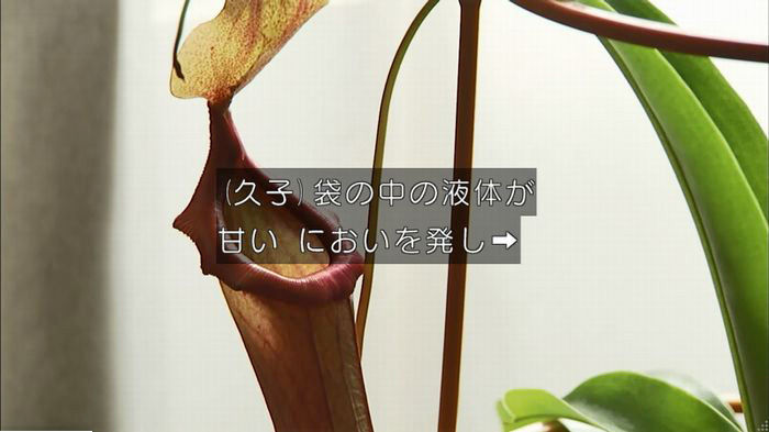 ウツボカズラの夢6話のキャプ620