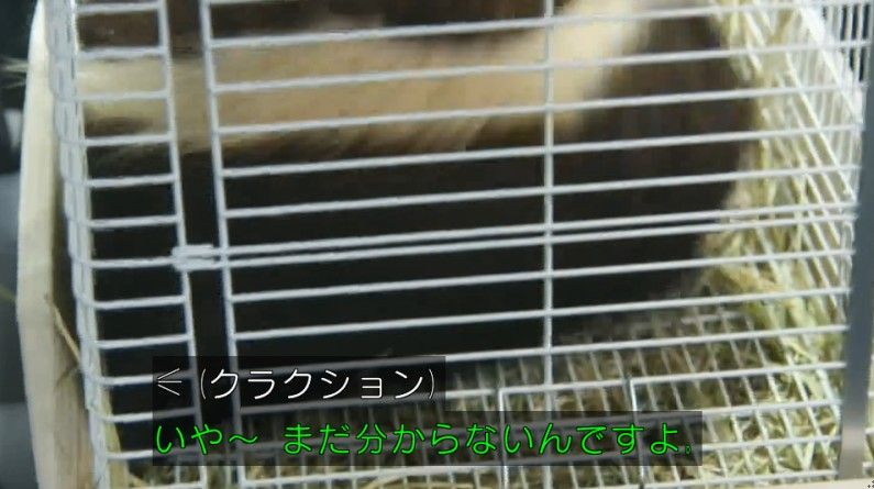 いきもの係 4話のキャプ185