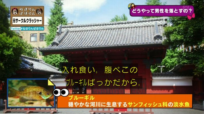 ねほりんぱほりん サークルクラッシャーのキャプ165