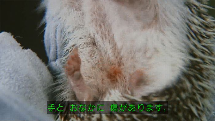 警視庁いきもの係 9話のキャプ189