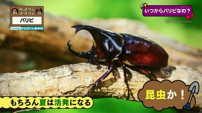 ねほりん 最終回のキャプ270