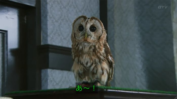 警視庁いきもの係 8話のキャプ172