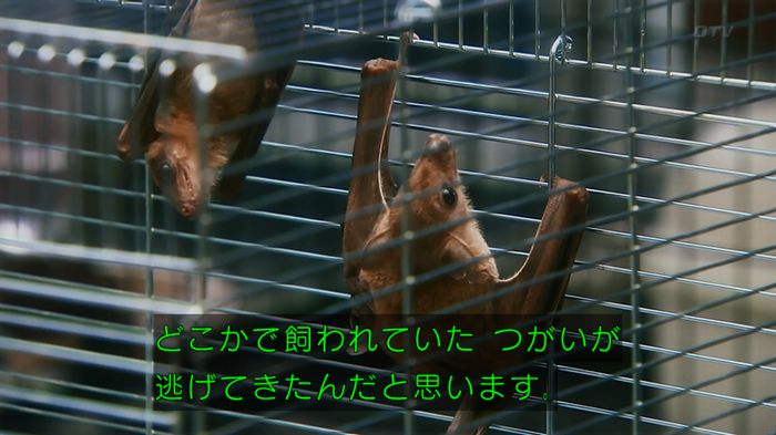 警視庁いきもの係 8話のキャプ843