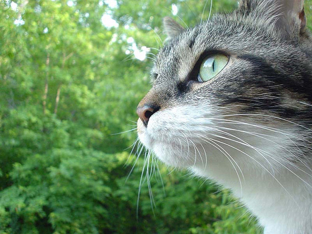 よ おしゃれまとめの人気アイデア Pinterest よ 可愛い猫 美しい猫 ウォーリアーズ