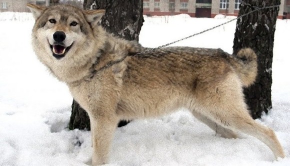【動物】19世紀初頭に絶滅したオオカミ、2世紀ぶりに発見 デンマーク [無断転載禁止]©2ch.net->画像>16枚 