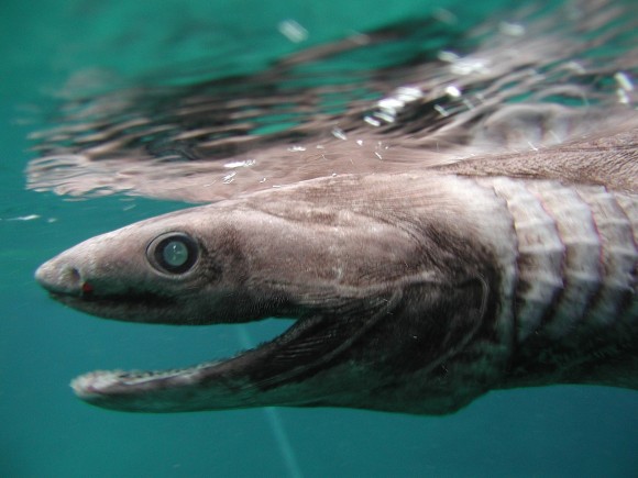 ラブカの味は 鉄腕ダッシュの深海魚 シンゴジラのモデルで地震の予兆