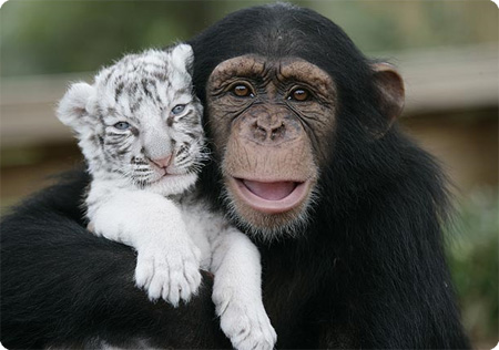 ホワイトタイガーとチンパンジー